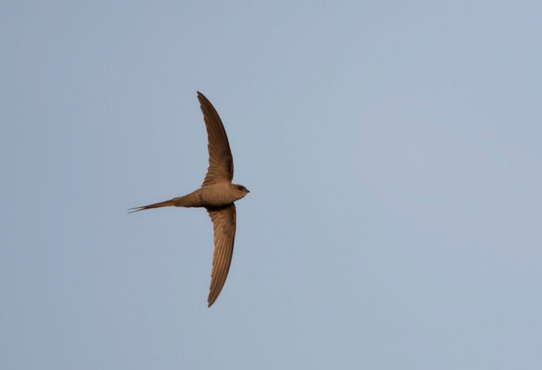 African_Palm_Swift1