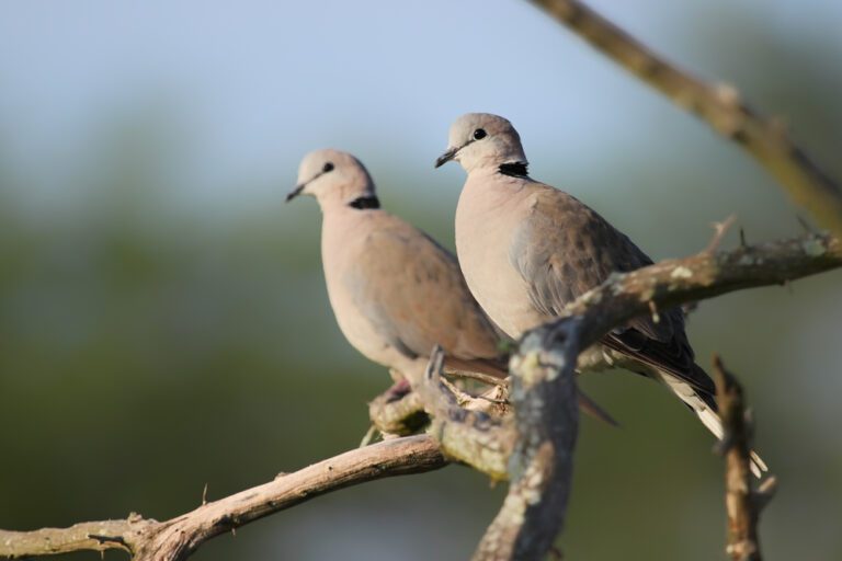 African_collared_dove