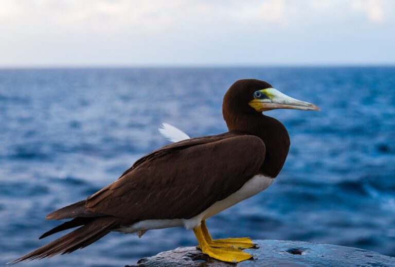 Brown_booby