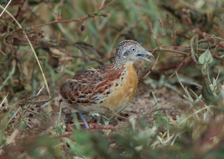 Common_Buttonquail1