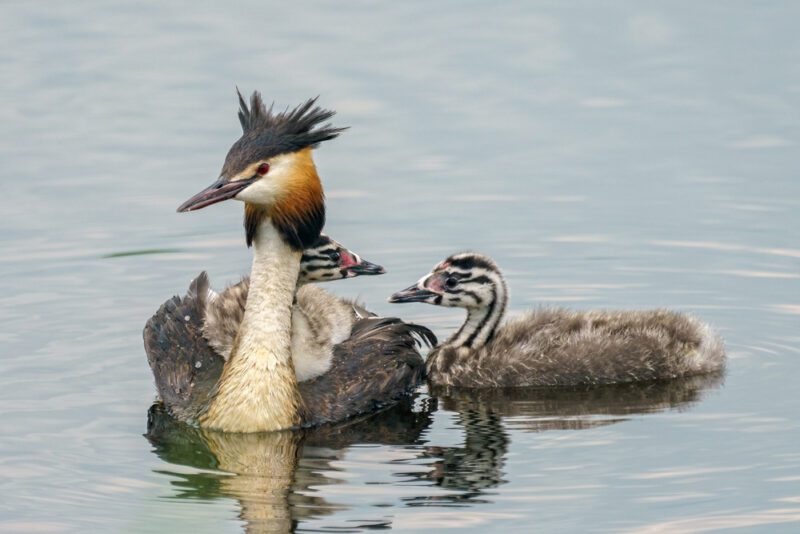 Great_crested_grebe