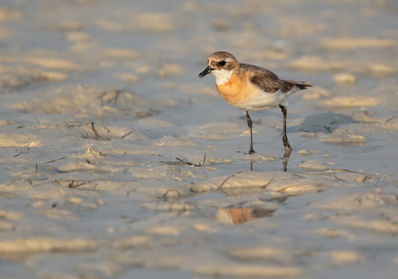 Greater_sand_plover