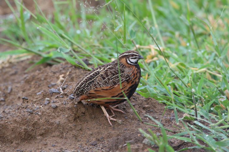 Harlequin_quail