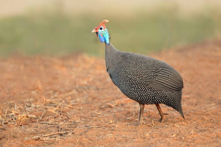 Helmeted_guineafowl