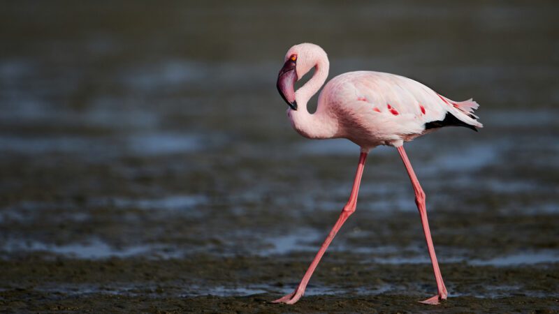 Lesser_flamingo