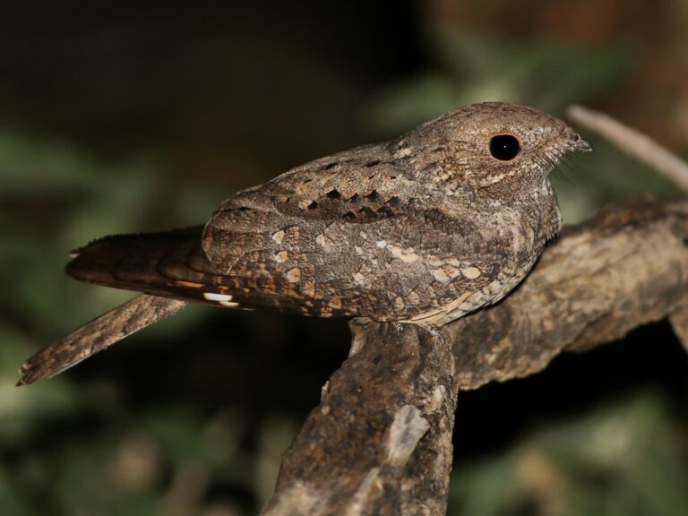 Plain_nightjar