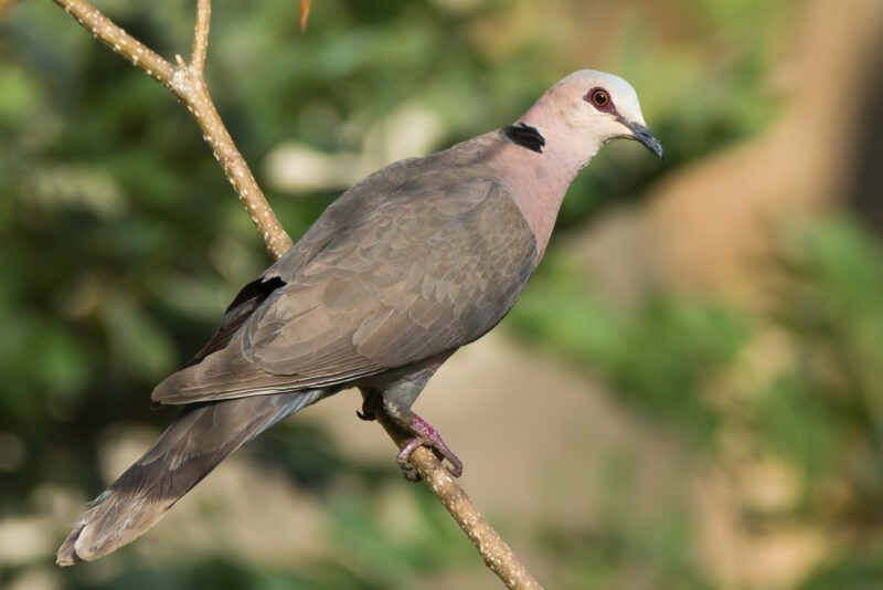 Red-eyed_dove