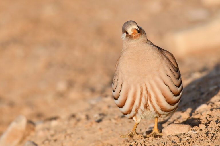 Sand_partridge