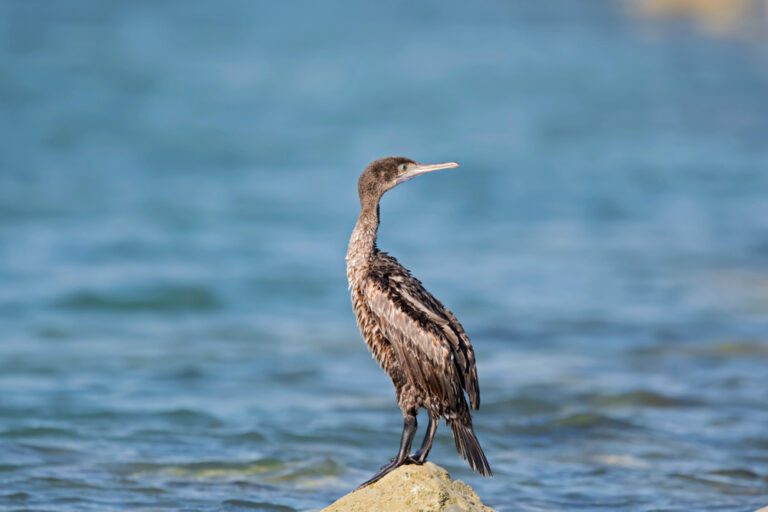 Socotra_cormorant