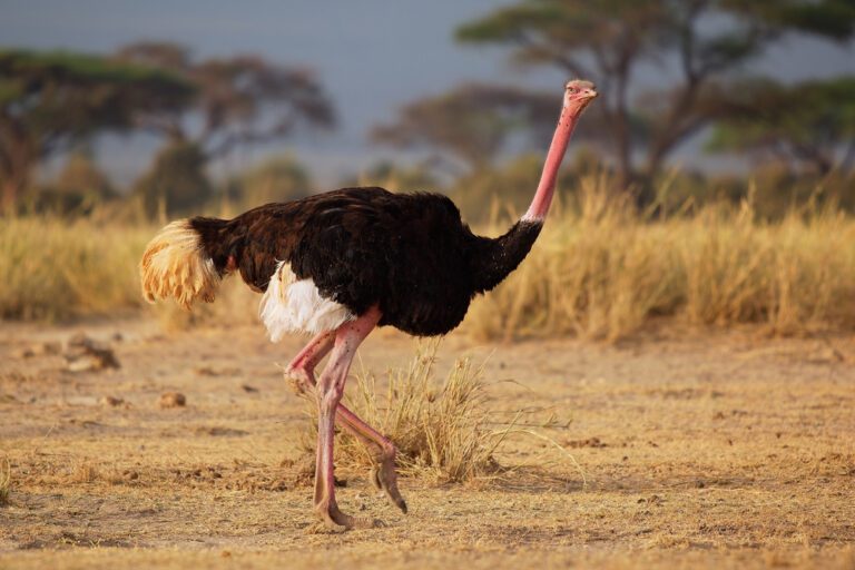 common_ostrich