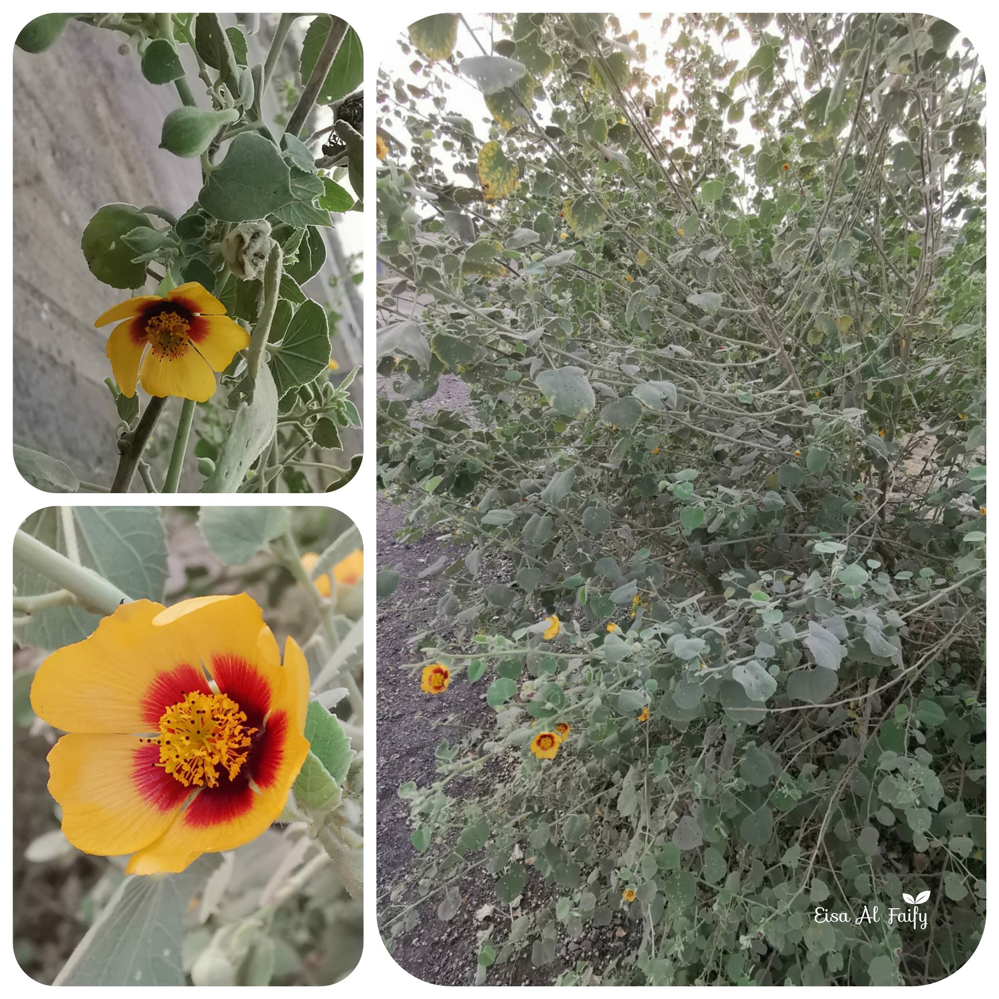 الأرين 3 - تصوير عيسى الفيفي