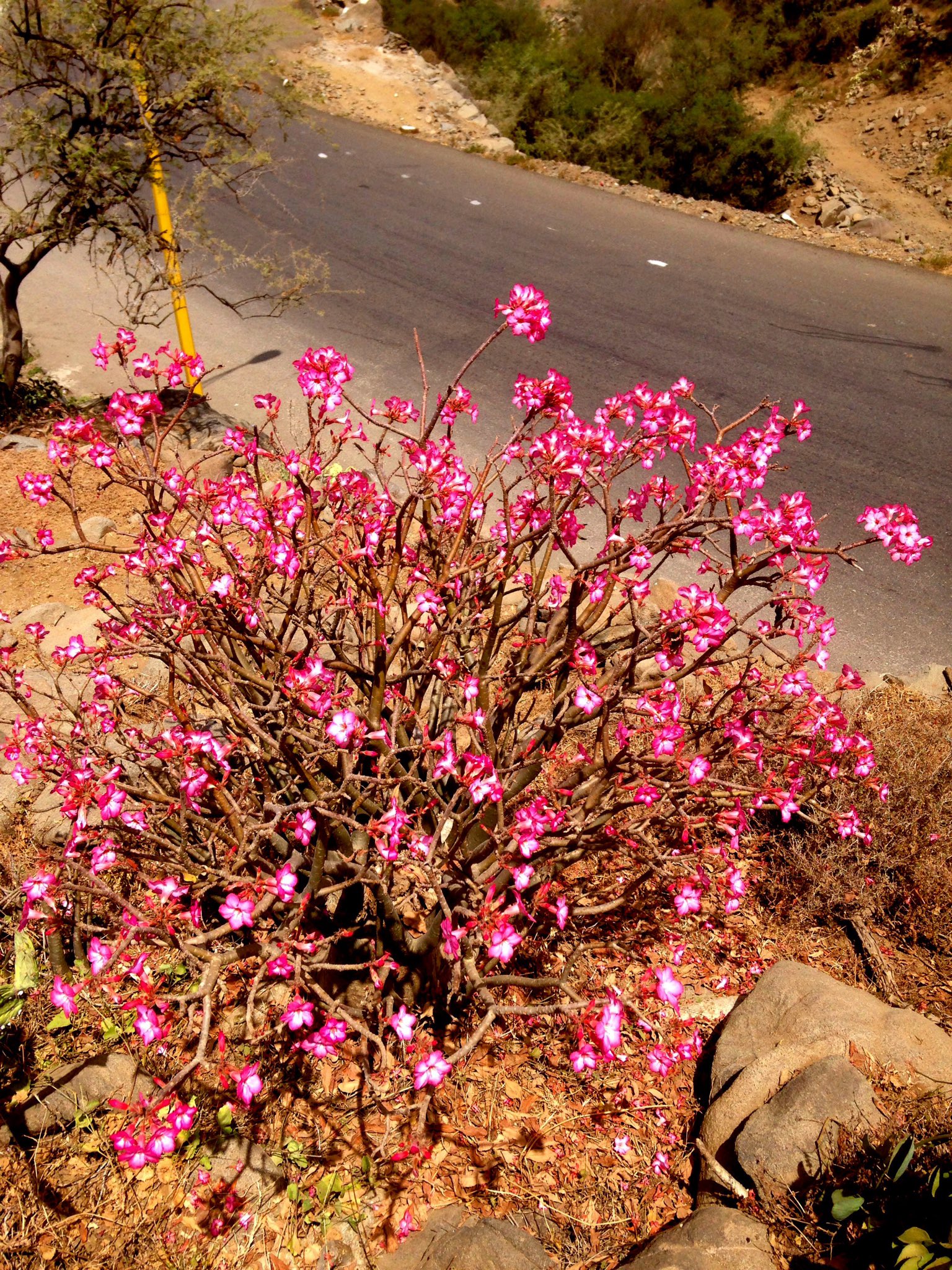 Adenium obesum2