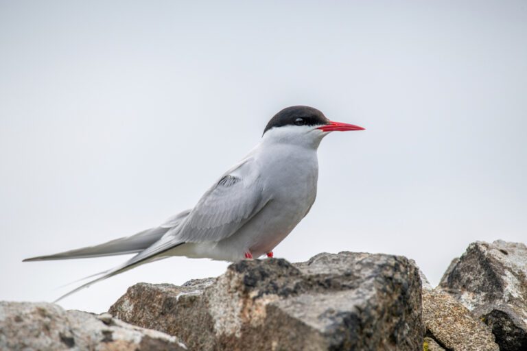 Arctic_tern