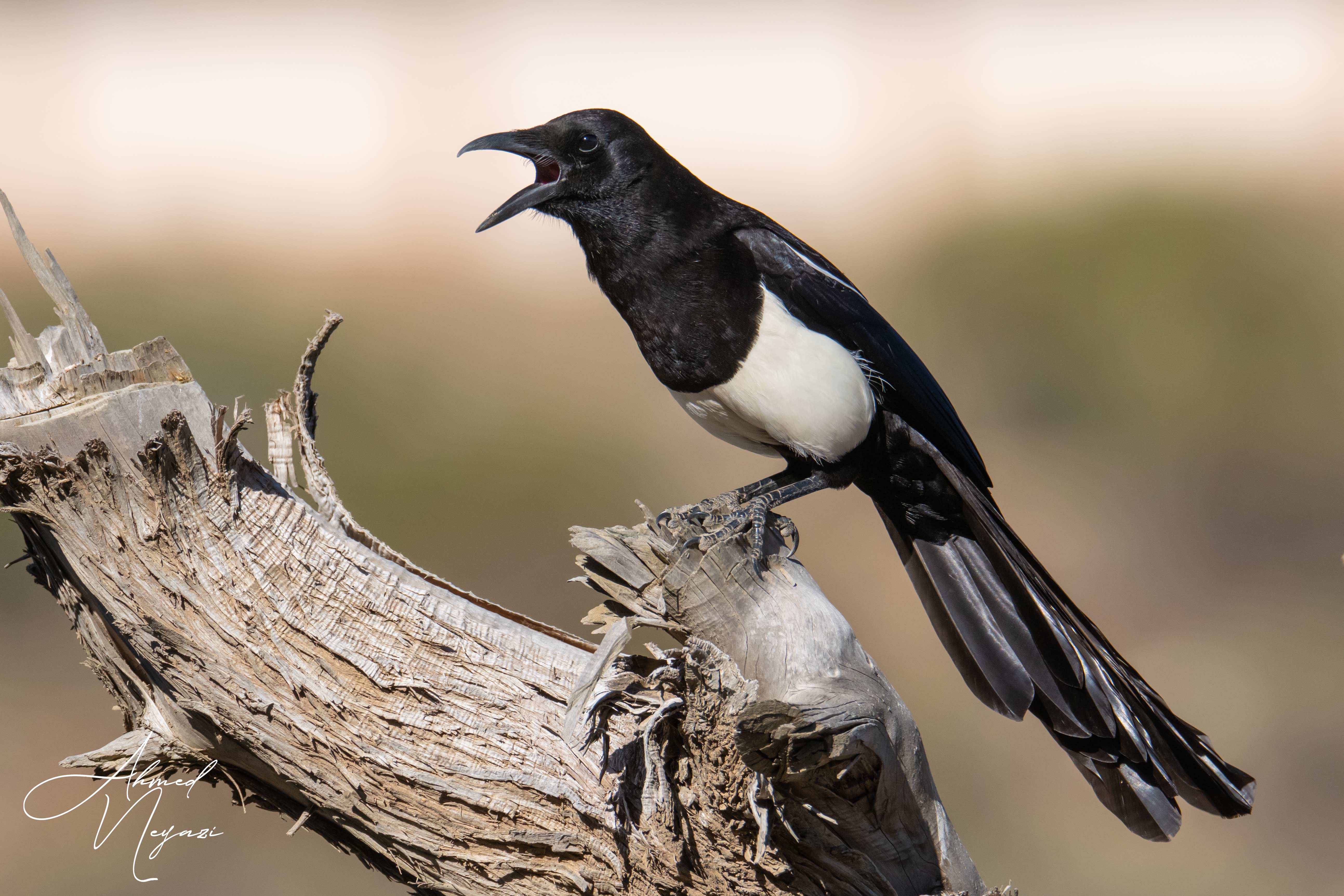 العقعق العسيري Pica asirensis تصوير: أ