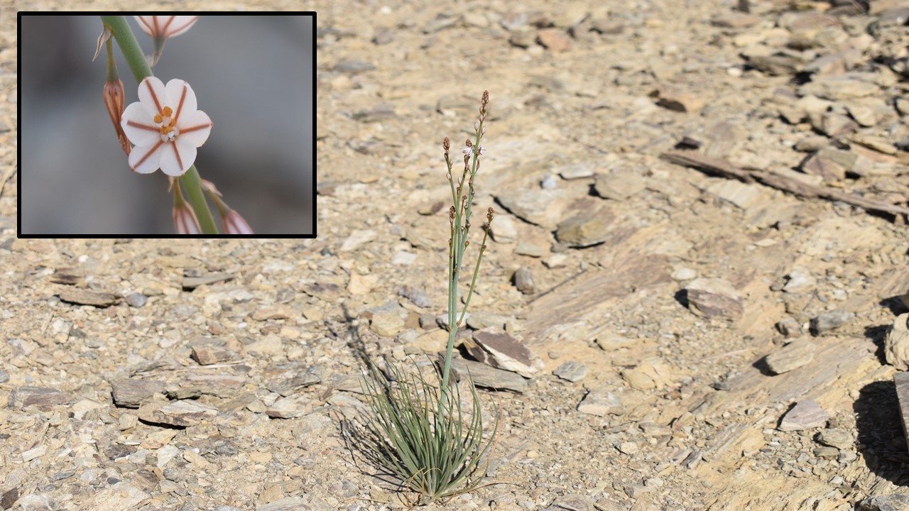 البروق 2 - تصوير Botanist