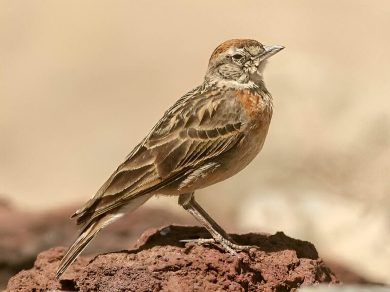 Blanfords_lark