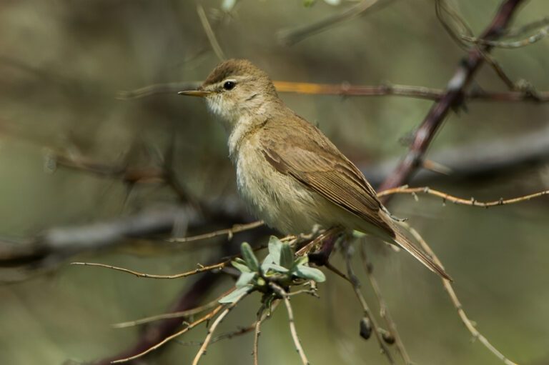 Booted_warbler