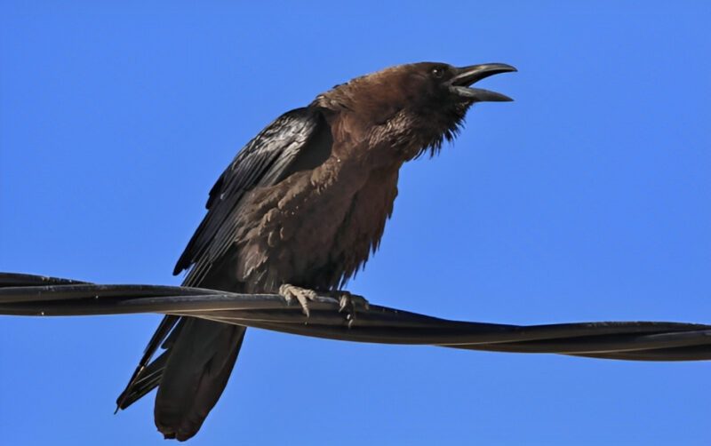 Brown-necked_raven