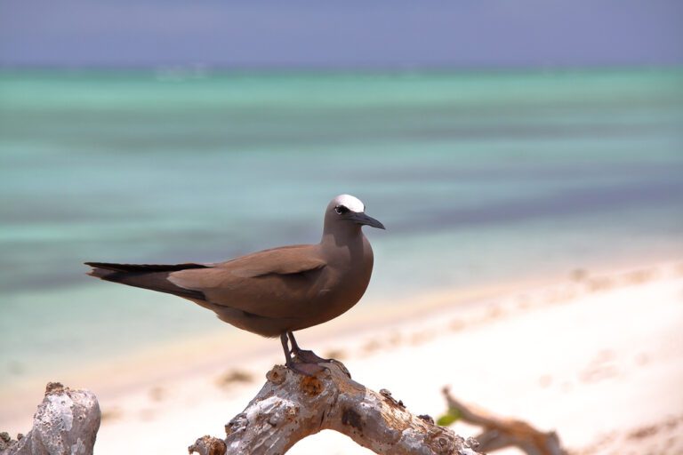 Brown_noddy