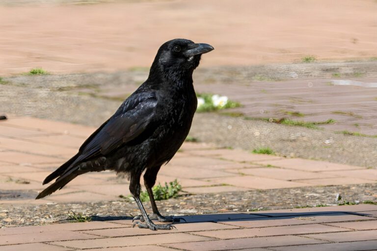 Carrion_crow