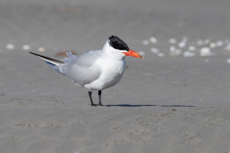 Caspian_tern