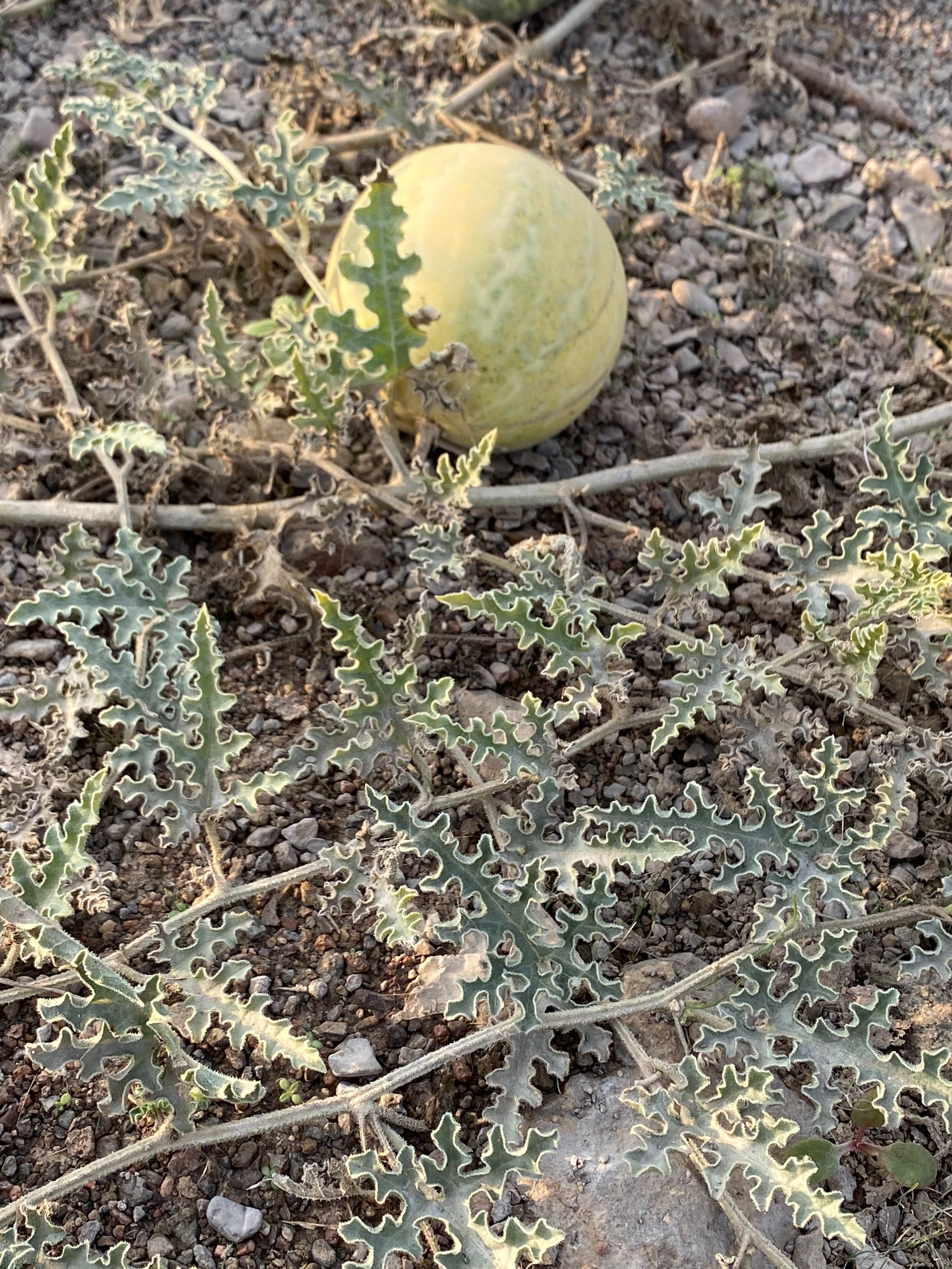 الحنظل (الشري) - تصوير Botanist