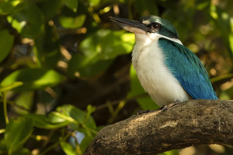 Collared_kingfisher