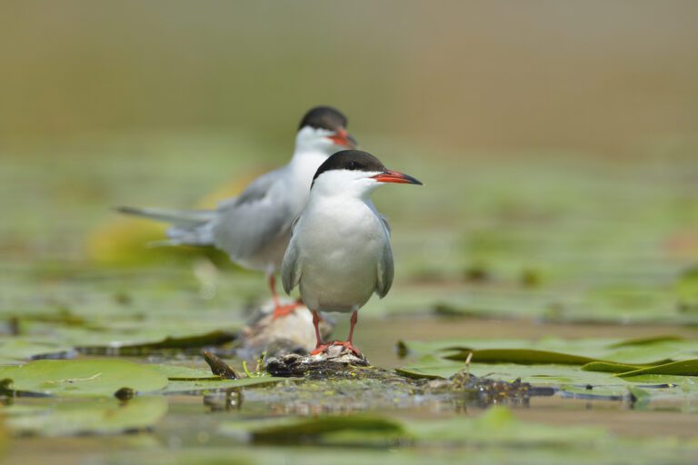 Common_tern