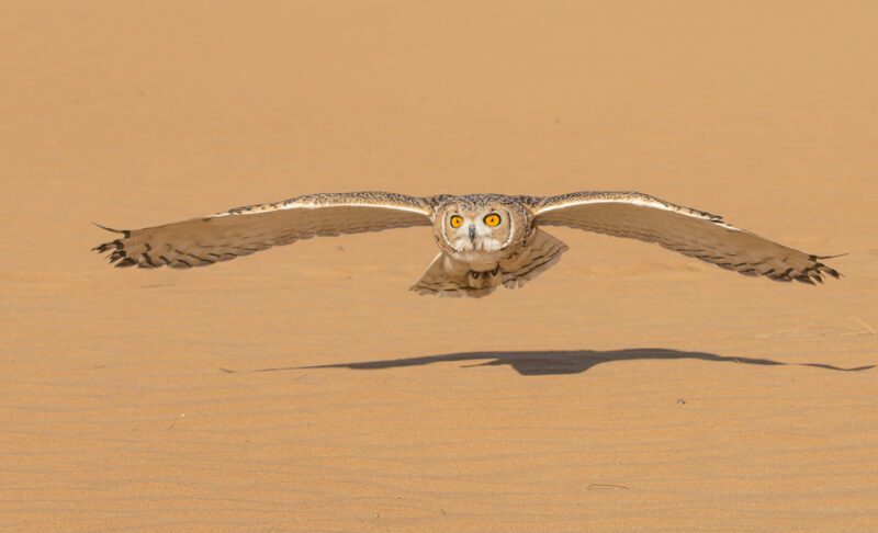 Desert_Owl1