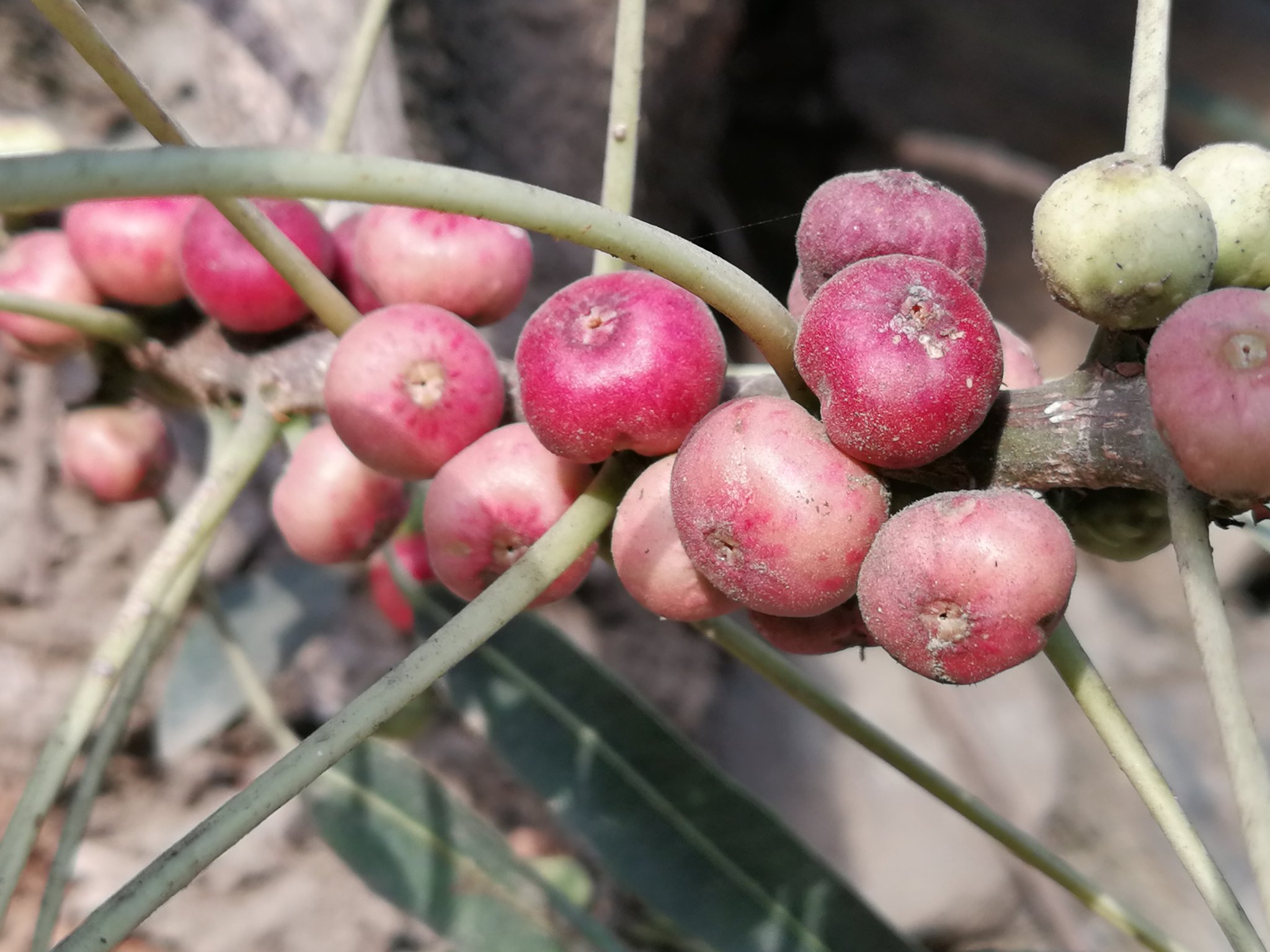 Ficus salicifolia
