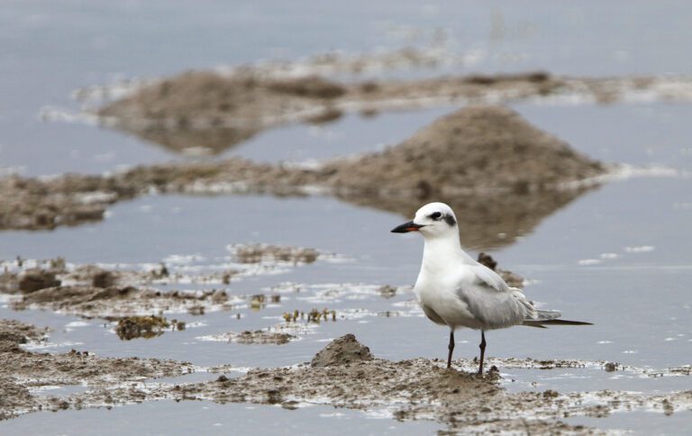 Gull-billed_tern