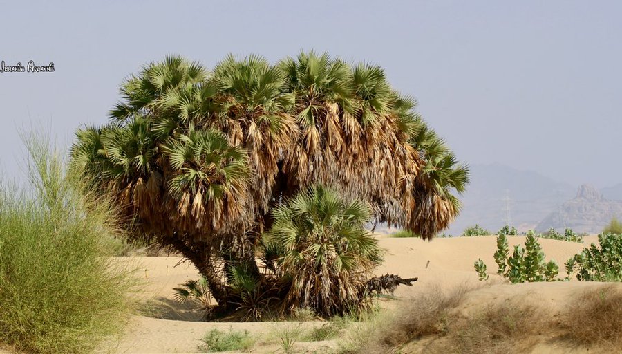 الدوم - تصوير: أ