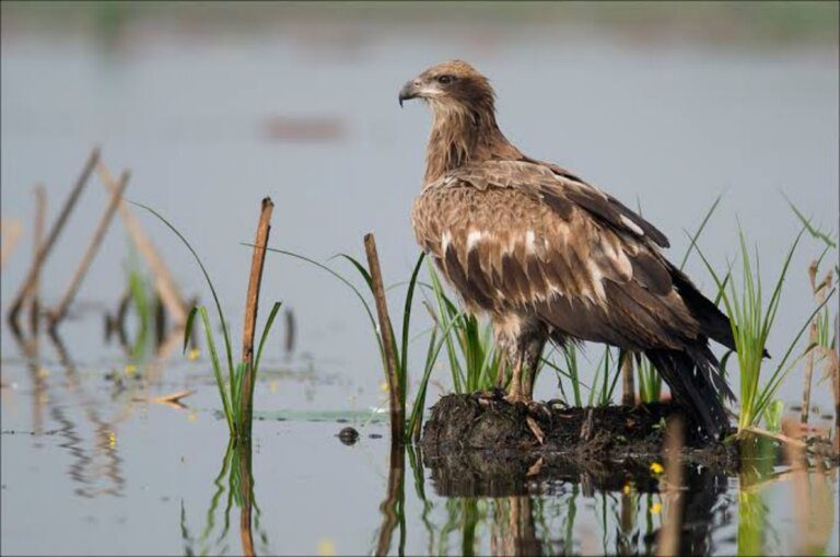 Pallass_fish_eagle