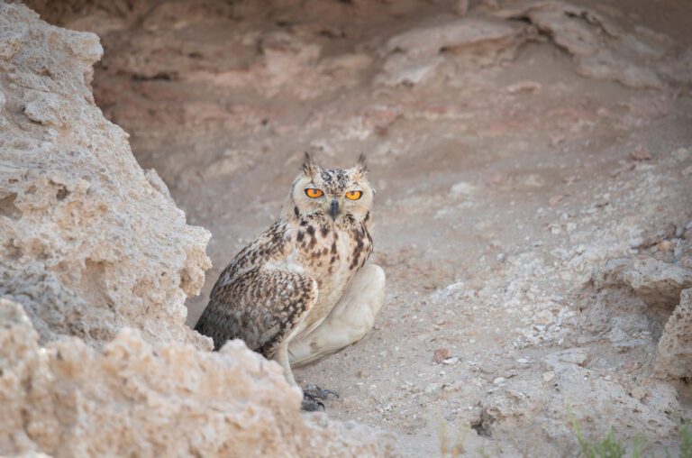 Pharaoh_eagle-owl