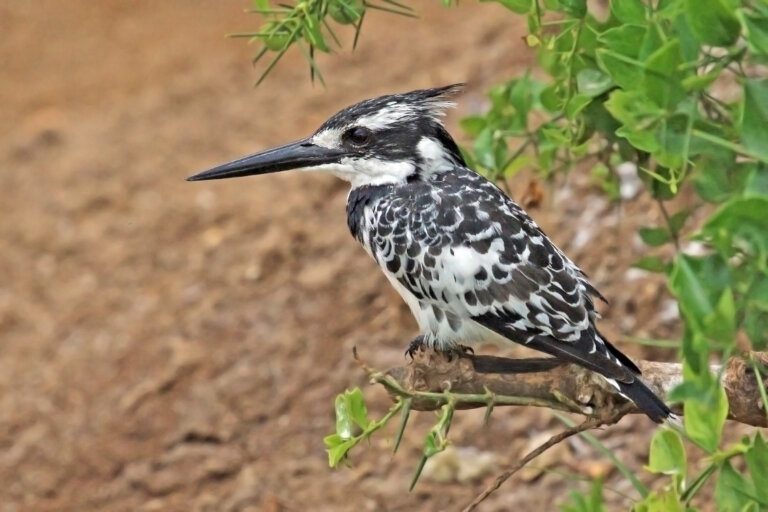 Pied_kingfisher