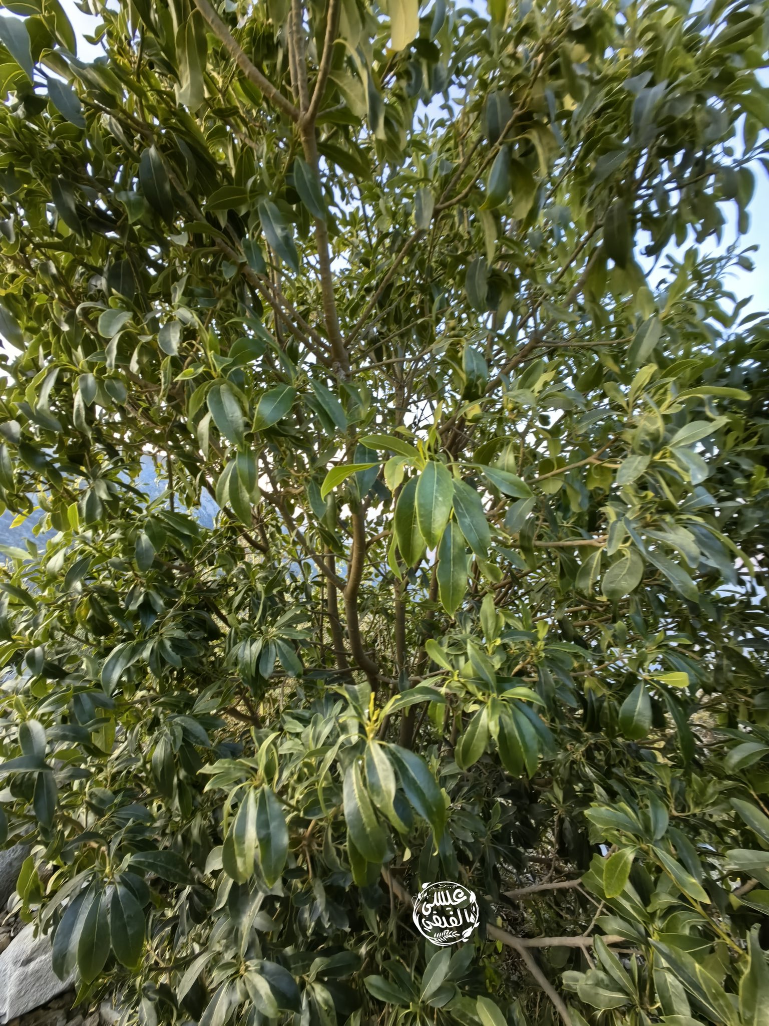 الحبض - تصوير عيسى الفيفي