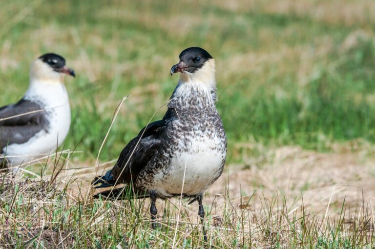 Pomarine_jaeger