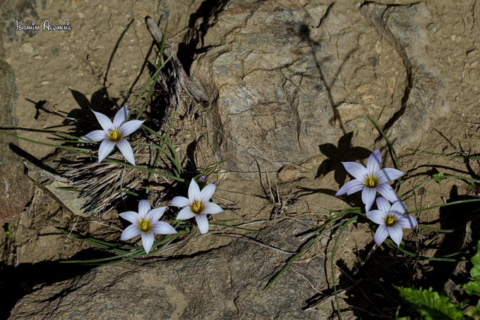 Romulea_fischeri_3