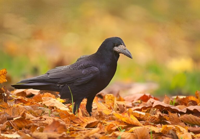 Rook