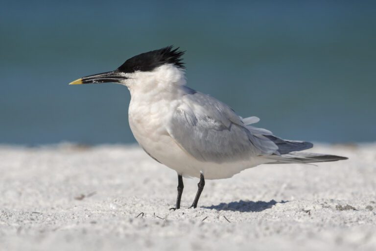 Sandwich_tern