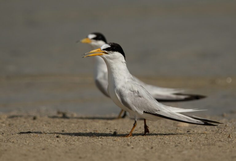 Saunderss_tern