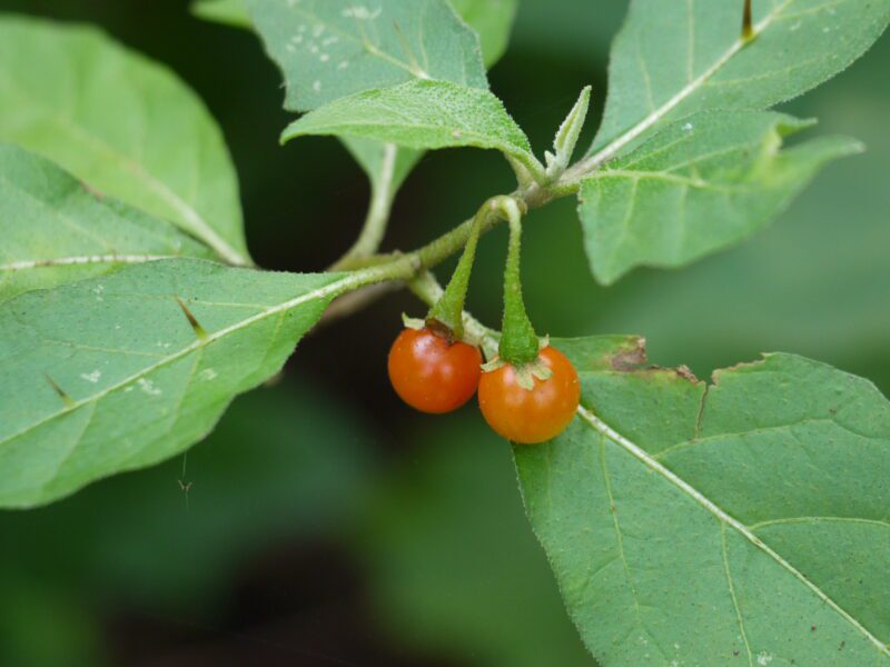Solanum_anguivi1