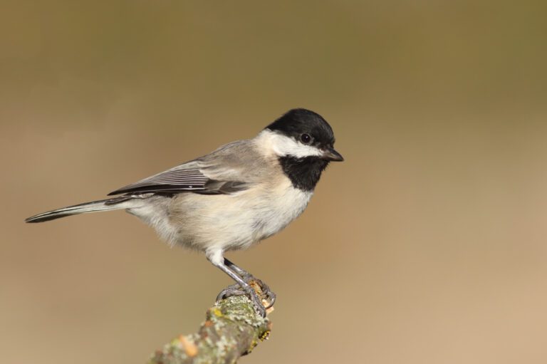Sombre_Tit1