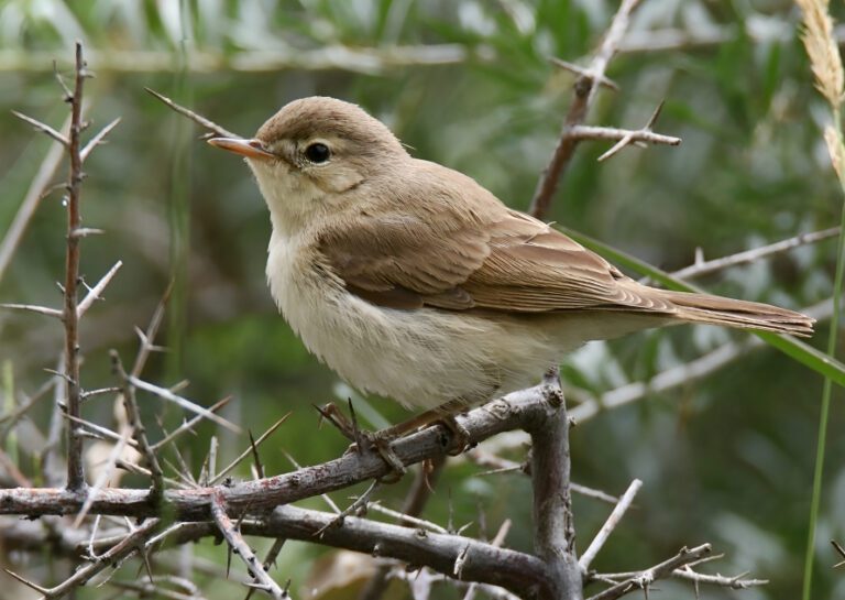 Sykess_warbler