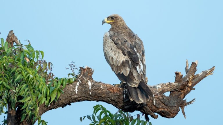 Tawny_Eagle1