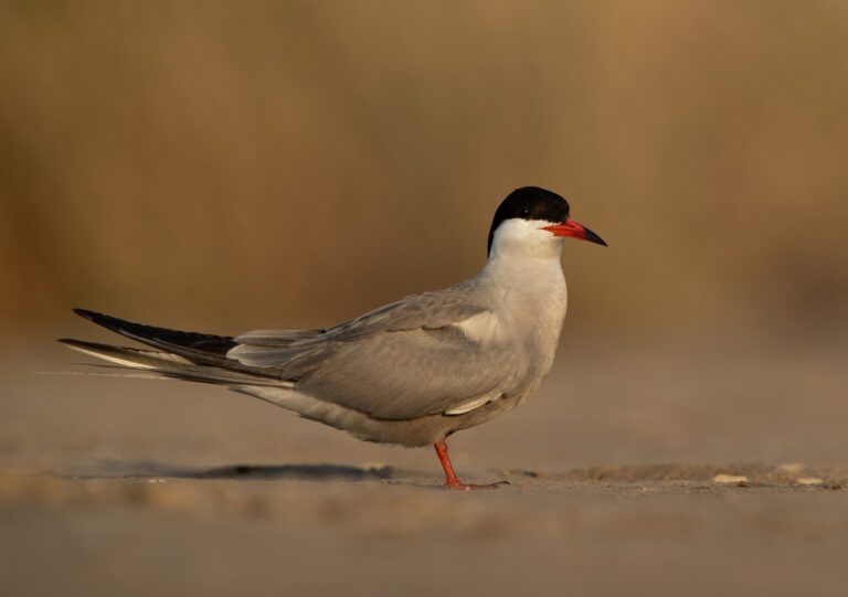 White-cheeked_tern