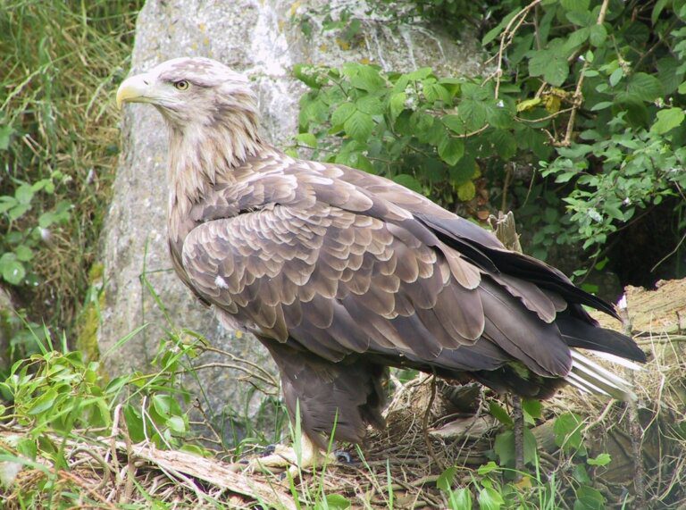 White-tailed_eagle