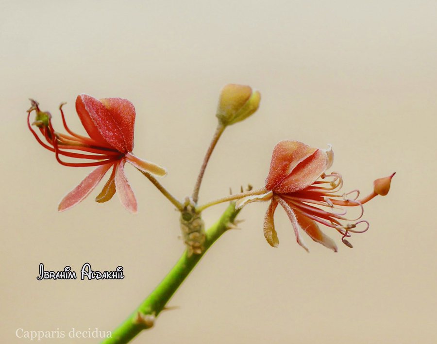 capparis_decidua