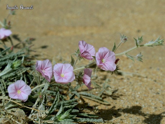 convolvulus_cephalopodus-الرخامى - تصوير: أ