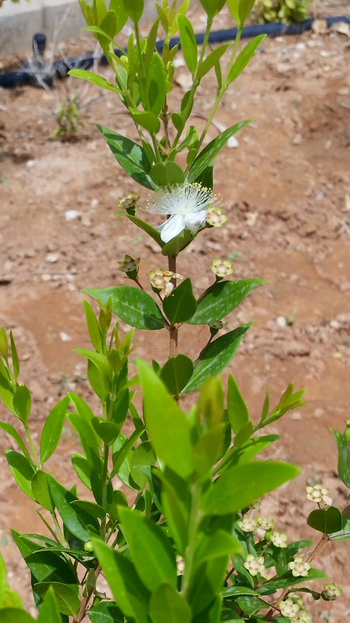الآس - تصوير: أ